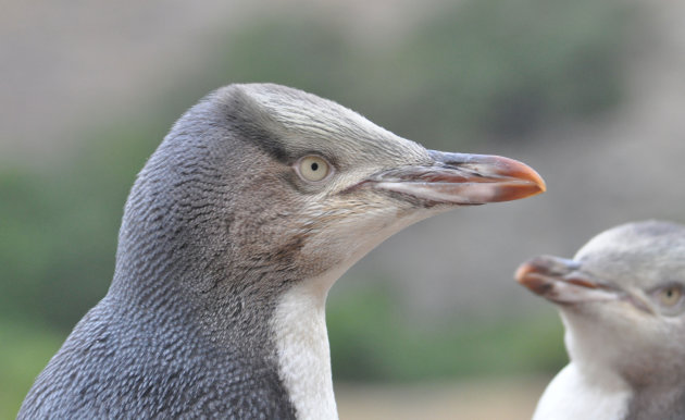 Geeloogpinguins