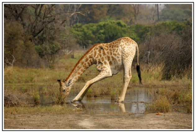 Dorst