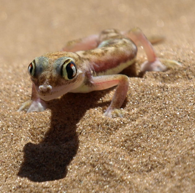 Gekko in de Namib