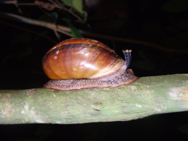 Priemende oogjes van een slak tijdens nachtelijke trekking door de jungle