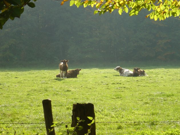 Fietsen door een herfstig Duits landschap en koeien spotten