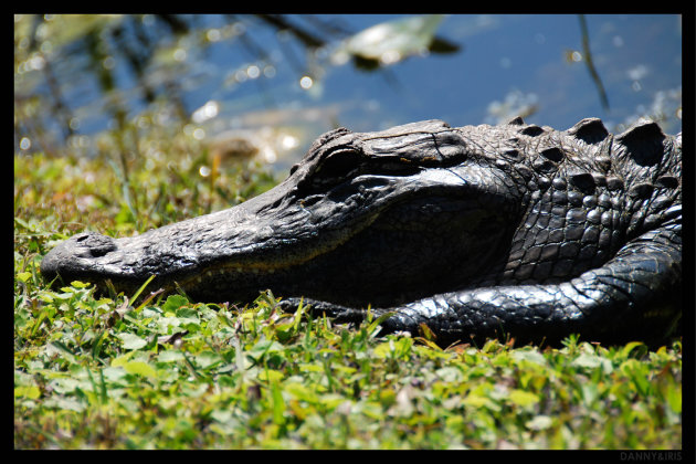 Alligator close-up