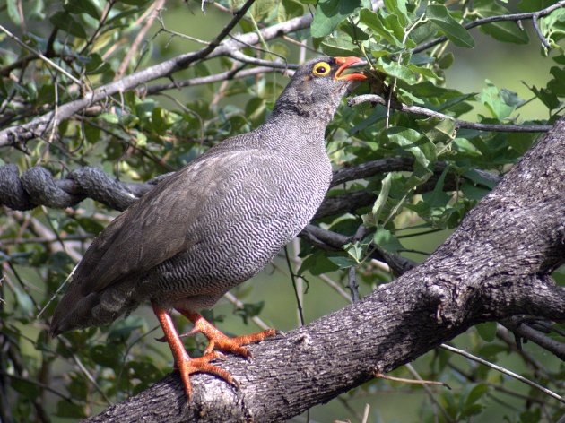 Red-billed Franklin