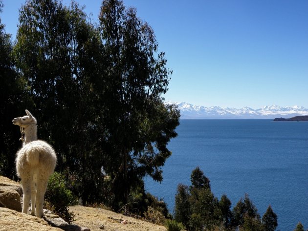 Llama Isla del Sol