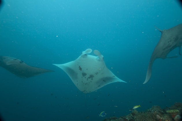 3 Manta's