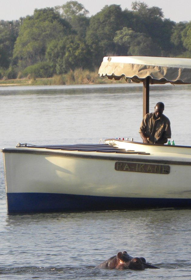 Hippo popping out of the Zambezi river