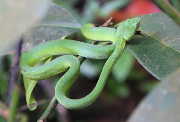 Pit Viper(tje), klein maar levensgevaarlijk!