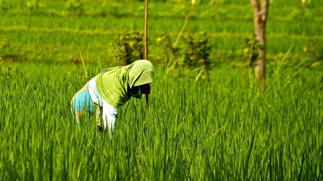 vrouw in sawah