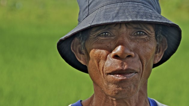 man in het sawahgroen