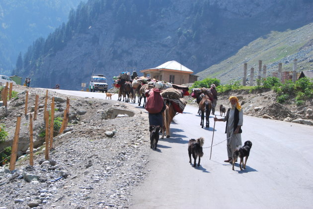 Herders on the move