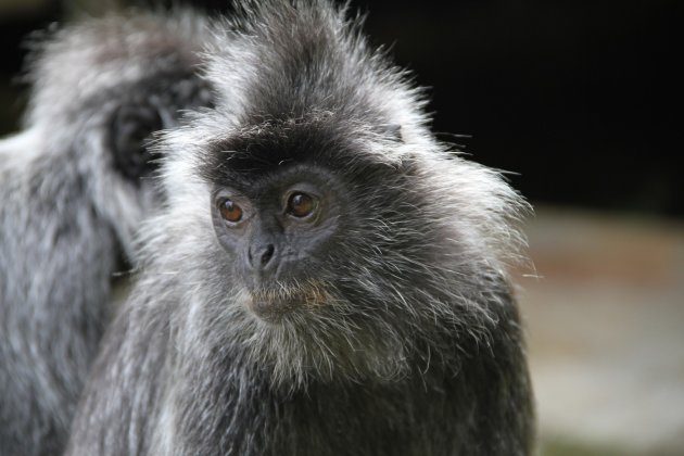 Silverleaf monkey ...... in het Nederlands?