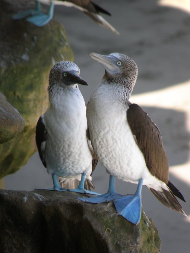 Blue Footed Boobies