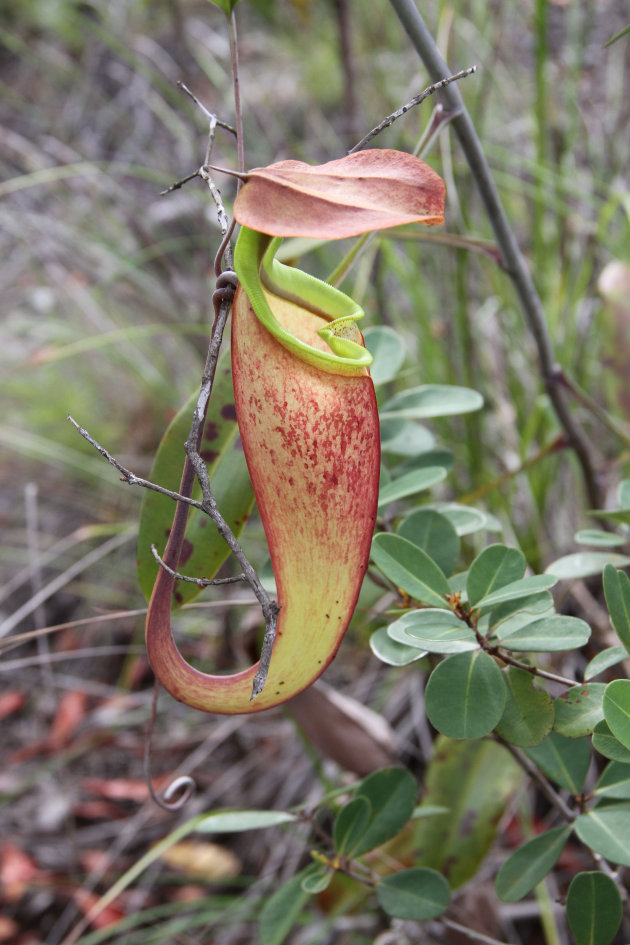 Bekerplant - (Pitcher plant)