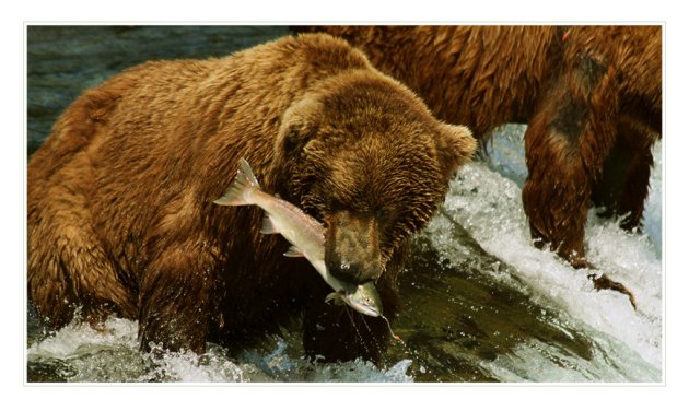 Grizzly met zalm; Katmai NP, Brooks Upper Falls