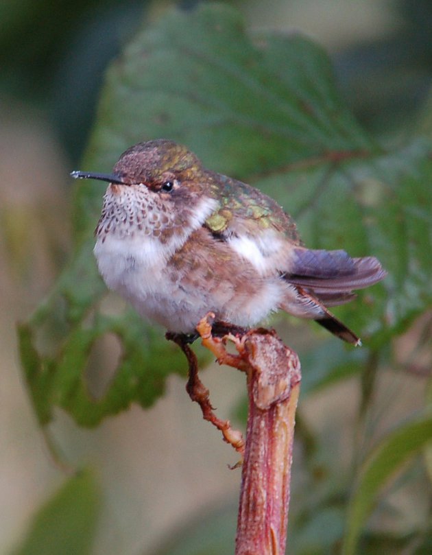 Volcano Hummingbird