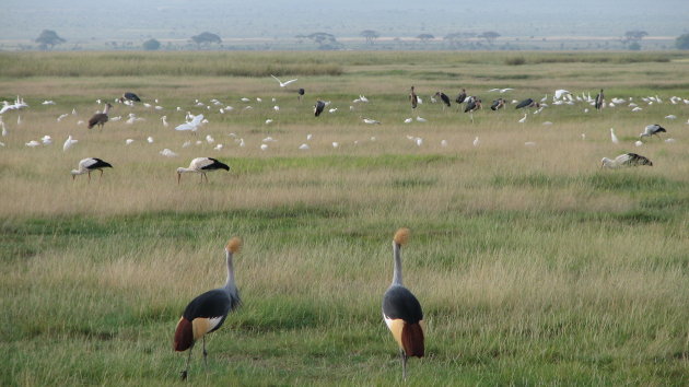 Vogels op de grasvlakte van Amboseli NP Kenia