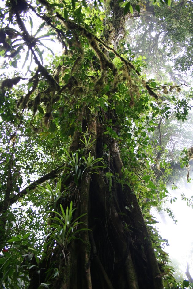 Oeroude boom in Monteverde