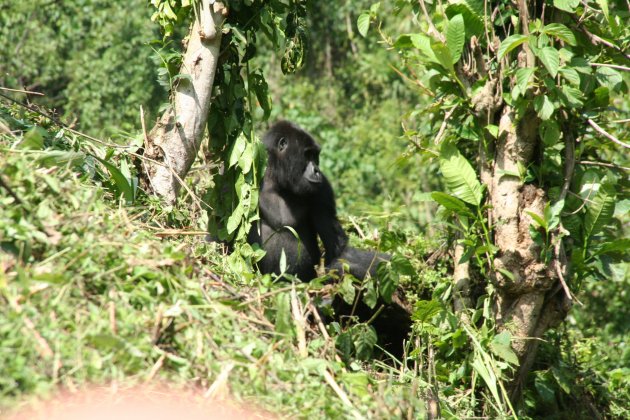 berg gorilla