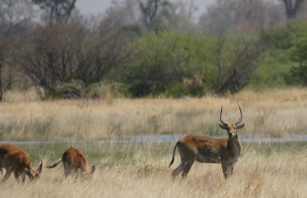 Lechwe