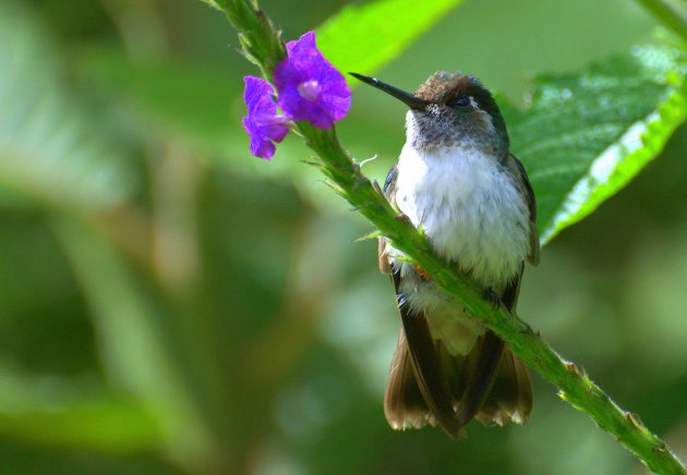 Hummingbird