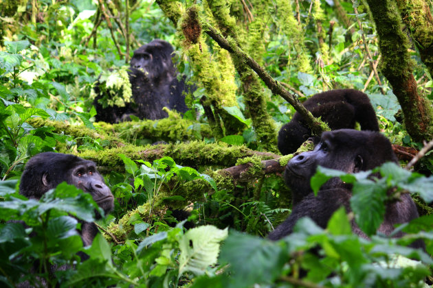 Gorilla familie