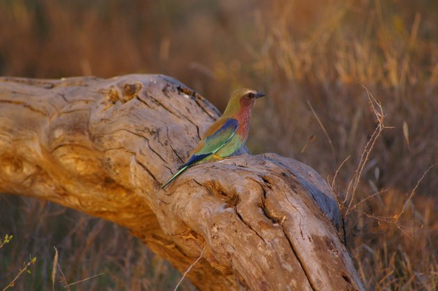 Vogelparadijs in Kenia