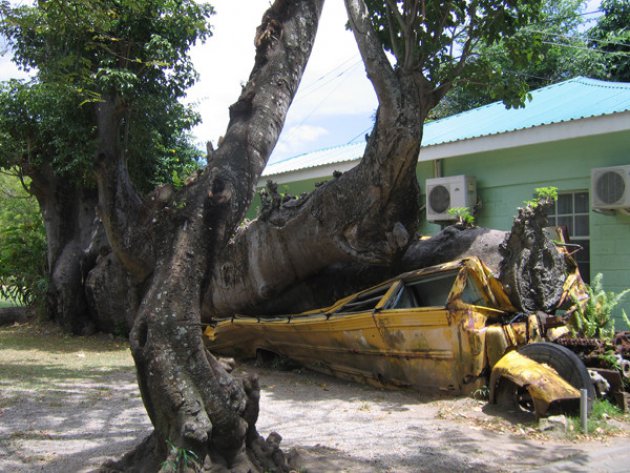 Geplette bus in Botanical Garden, Roseau