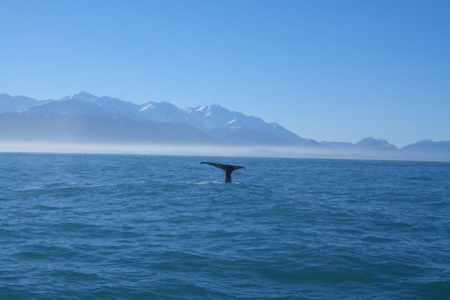 Sperm Whale