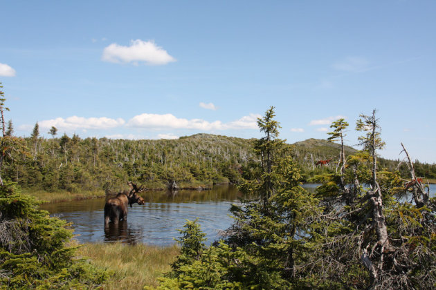 Moose-dipping