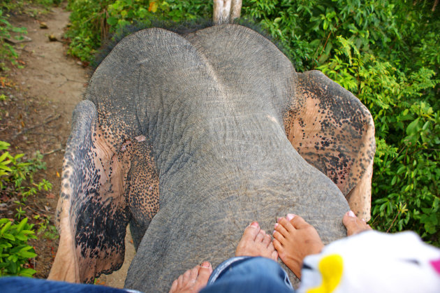 Elephant Head