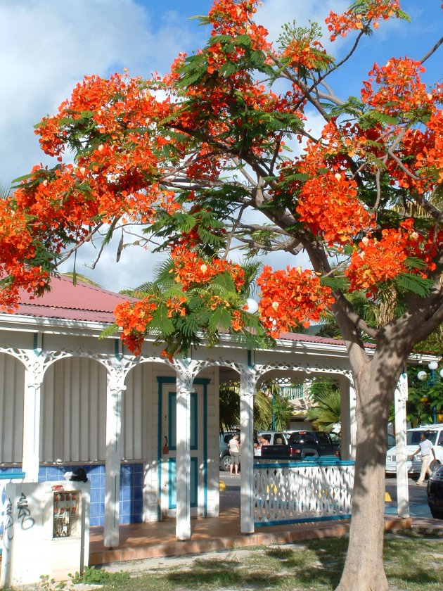 July tree