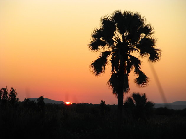 Palmboom in de avondzon