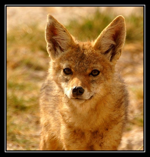 Cape fox