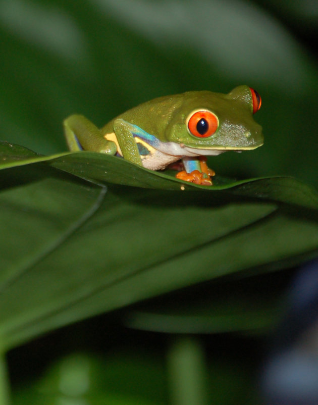 Groen kikkertje in Sarapiqui Costa Rica