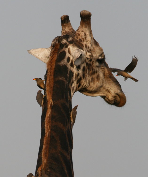 vogels maken chiraffe schoon