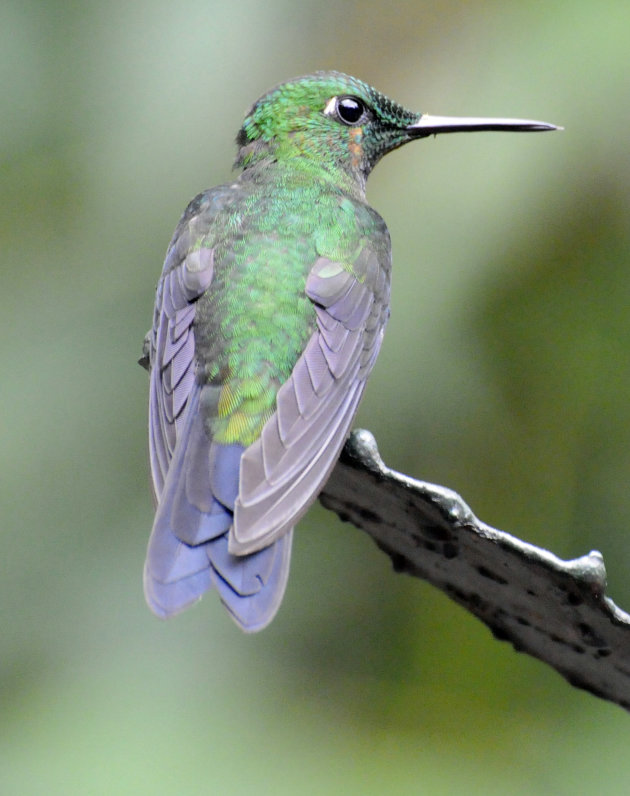 Kolibri in het Selvaturapark Costa Rica