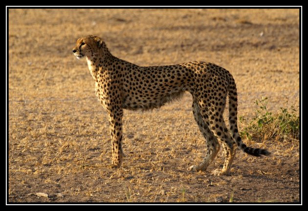 Poserende cheetah