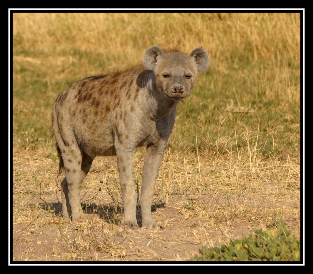 Spotted hyena