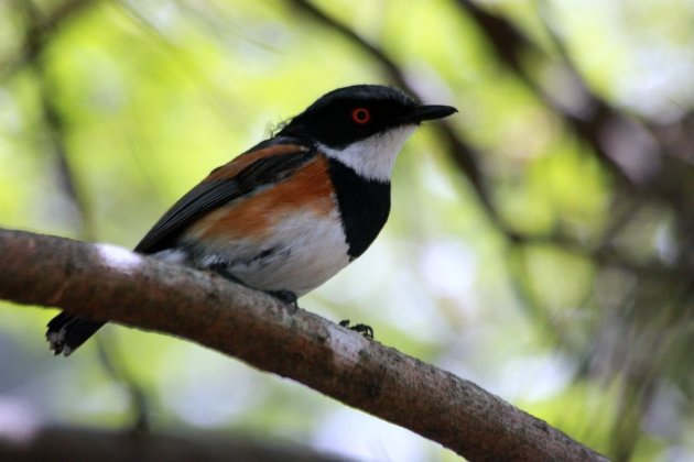 Cape Batis