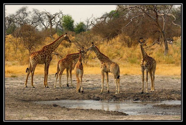 Familie giraffe