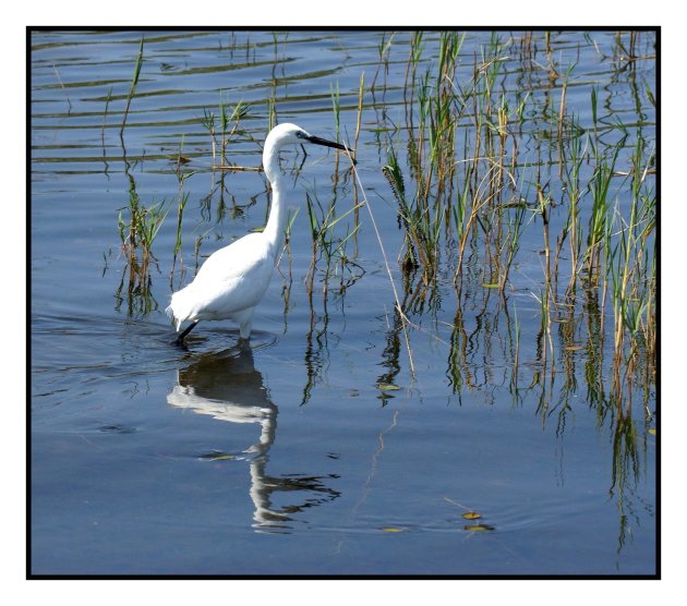 Little egret