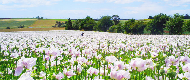 Poppy Field Tasmania