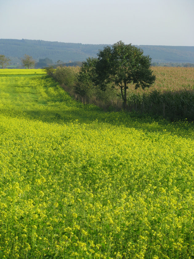 Schilderijtje in de Ardennen