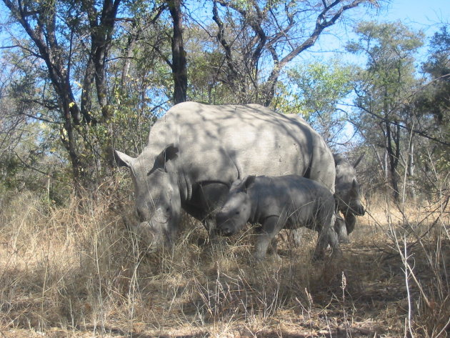 Neushoorn familie