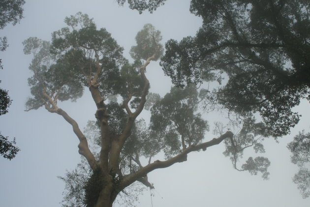 Ochtend in Danum Valley