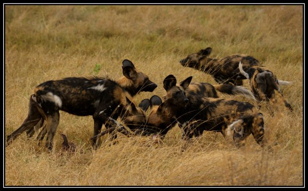 6 wilde honden met prooi