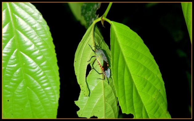 BIJZONDER INSECT.