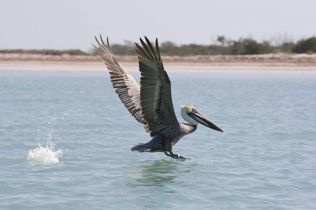 Pelikaan stijgt op, Mexico Isla Holbox