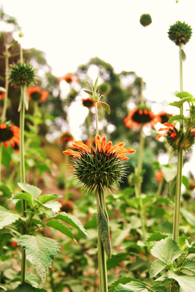 Oerbloemen