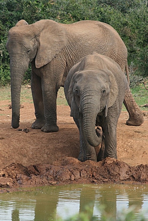 Addo NP